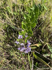 Solanum africanum