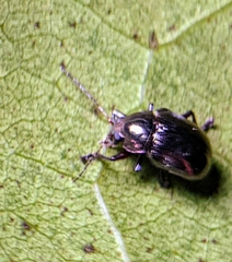 Eumolpinae