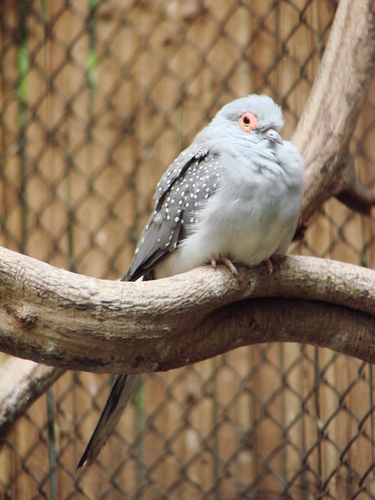 Diamond Dove, photo 8 of 10