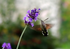 Macroglossum stellatarum