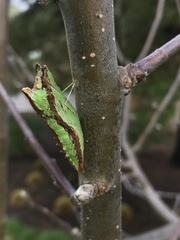 Papilionidae
