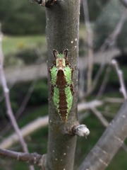 Papilionidae