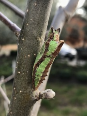 Papilionidae