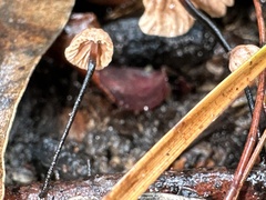 Marasmius alveolaris