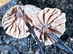 Marasmius alveolaris