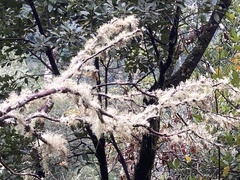Roccella