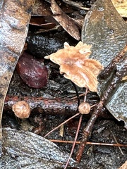 Marasmius alveolaris
