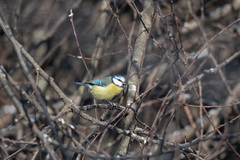 Cyanistes caeruleus