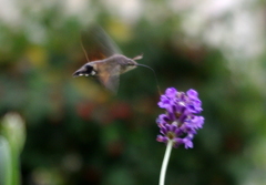 Macroglossum stellatarum
