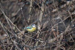 Cyanistes caeruleus