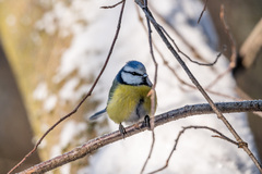 Cyanistes caeruleus