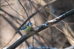 Cyanistes caeruleus