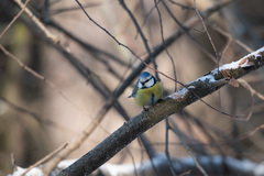 Cyanistes caeruleus