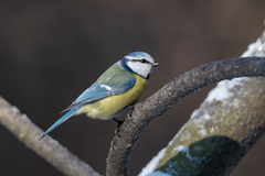 Cyanistes caeruleus