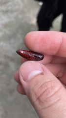 Cephonodes hylas