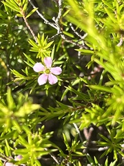 Coleonema pulchellum