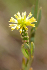 Pimelea confertiflora