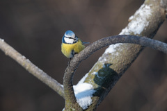 Cyanistes caeruleus