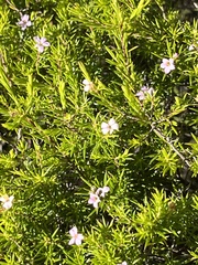 Coleonema pulchellum