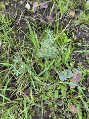 Lupinus microcarpus