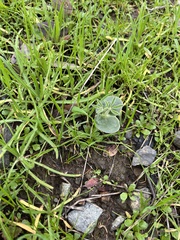 Lupinus microcarpus