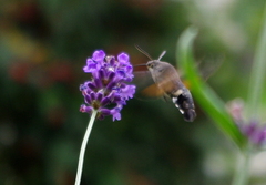 Macroglossum stellatarum