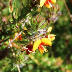 Pultenaea humilis