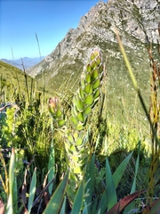 Mimetes pauciflorus