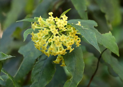 Cestrum aurantiacum