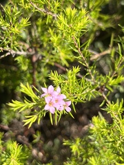 Coleonema pulchellum