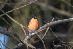Pyrrhula pyrrhula