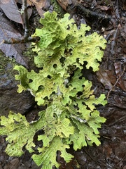 Lobaria pulmonaria