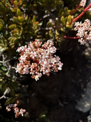 Crassula rubricaulis