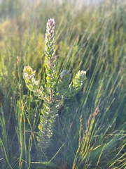 Mimetes pauciflorus