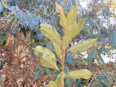 Photinia niitakayamensis