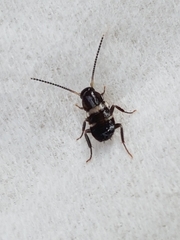 Periplaneta fuliginosa