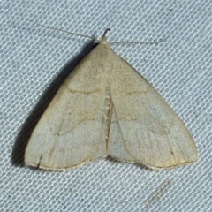 Macrochilo litophora