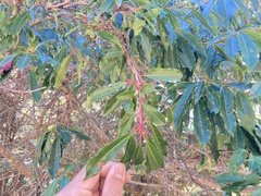 Photinia niitakayamensis