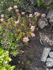 Crassula rubricaulis