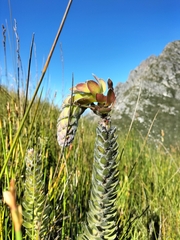 Mimetes pauciflorus