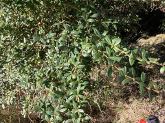 Berberis nantoensis