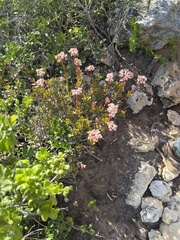 Crassula rubricaulis