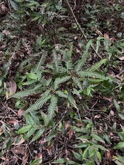 Dicranopteris linearis