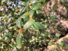 Berberis nantoensis