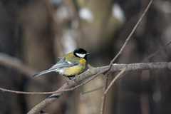 Parus major