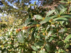 Berberis nantoensis