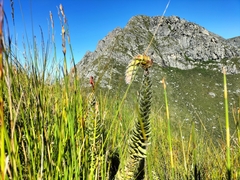 Mimetes pauciflorus