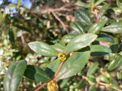 Berberis nantoensis