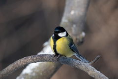 Parus major