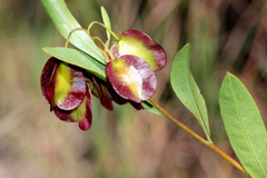 Dodonaea lanceolata